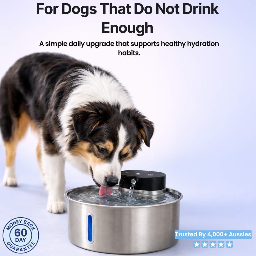 FreshFlow™ Filtered Water Fountain