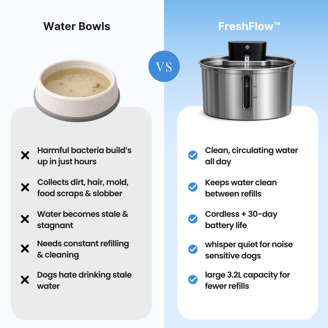 FreshFlow™ Water Fountain