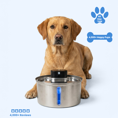 FreshFlow™ Water Fountain